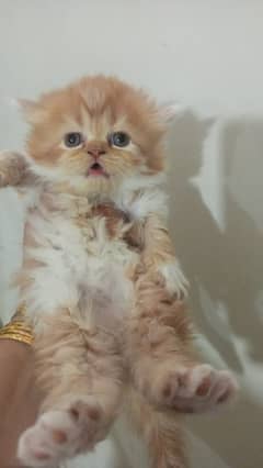 pure Persian peki male kittens