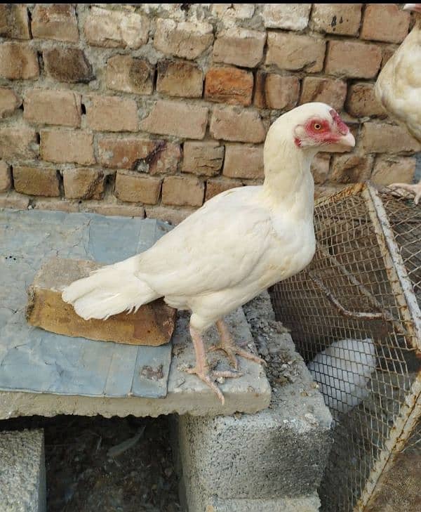 paper white home breed female for sale location Nowshera kpk. . . . . 0