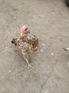 Aseel hens for sale or exchane with asee murgha