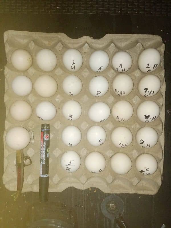 pure aseel heera egg avible 0