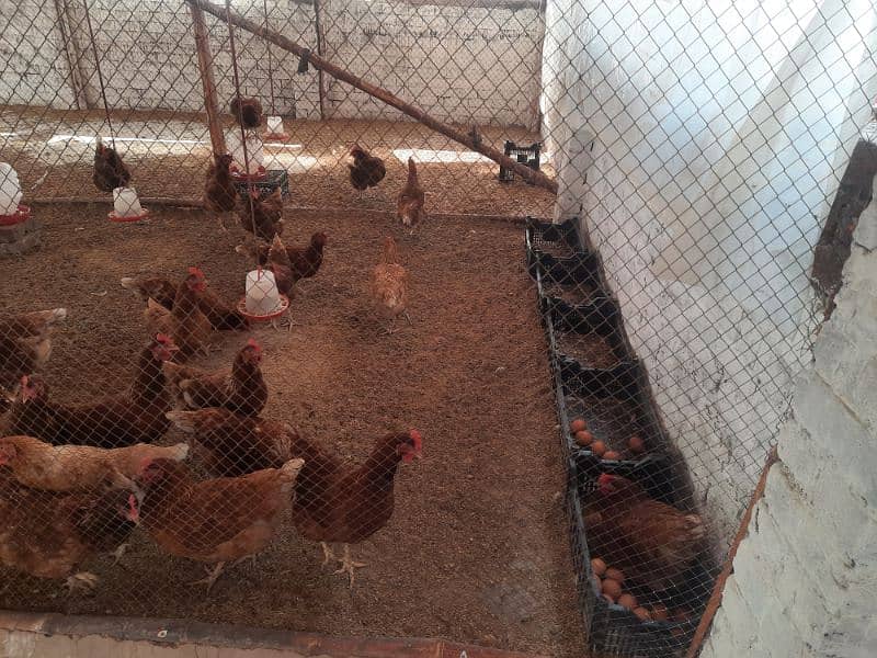 Lohman Brown Hens | german lohman hens | egg laying Hen | murghi 1