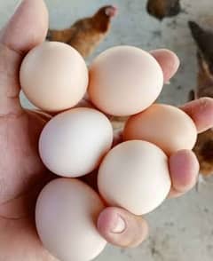 pure Desi hen eggs Rs:500