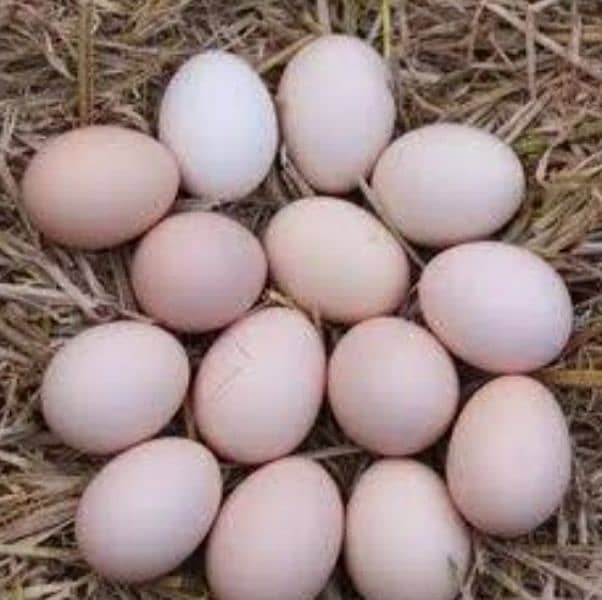 pure Desi hen eggs Rs:550 1