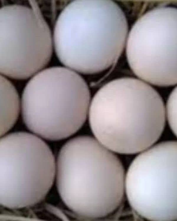 pure Desi hen eggs Rs:550 2