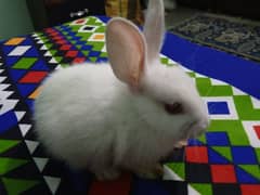 rabbits for sale