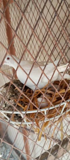 White dove