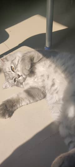 My Persian Kitten for Sale