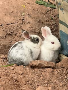 Rabbits (BUNNIES) for sale