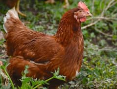 Pure Lohman brown Hens and Rooster For sale hens eggs laying Daily