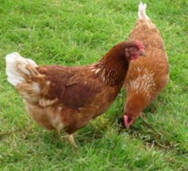 Pure Lohman brown Hens and Rooster For sale hens eggs laying Daily 1