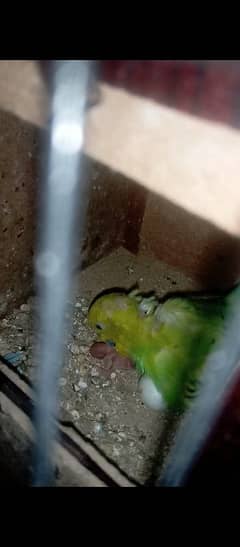 budgies breeder pair with chick