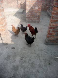 ekmurgha3hens