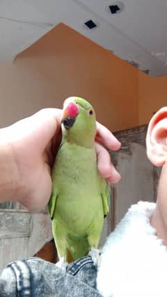 Tame Ringneck parrot with cage and large box