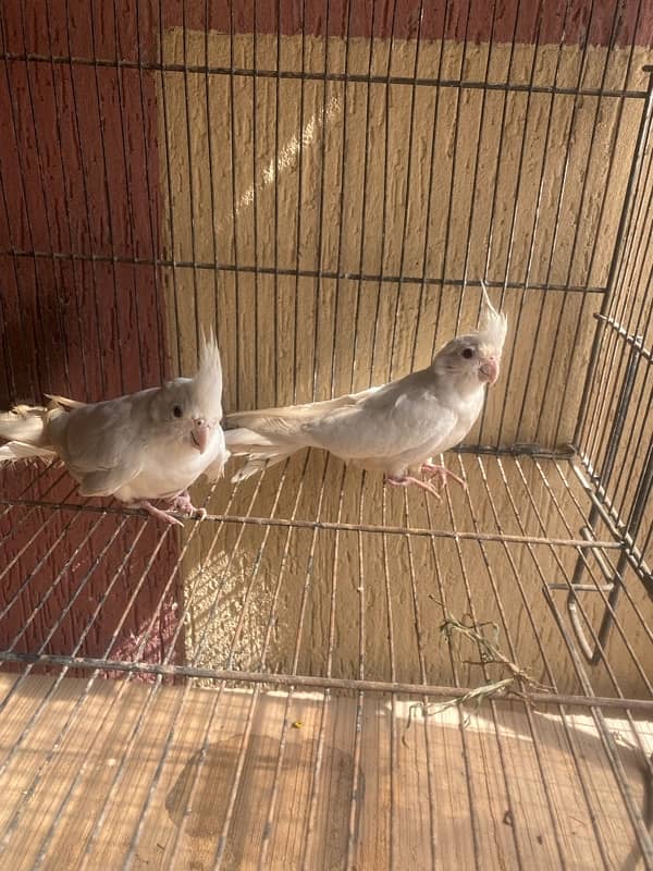 eno cockatiel patha for sale 0