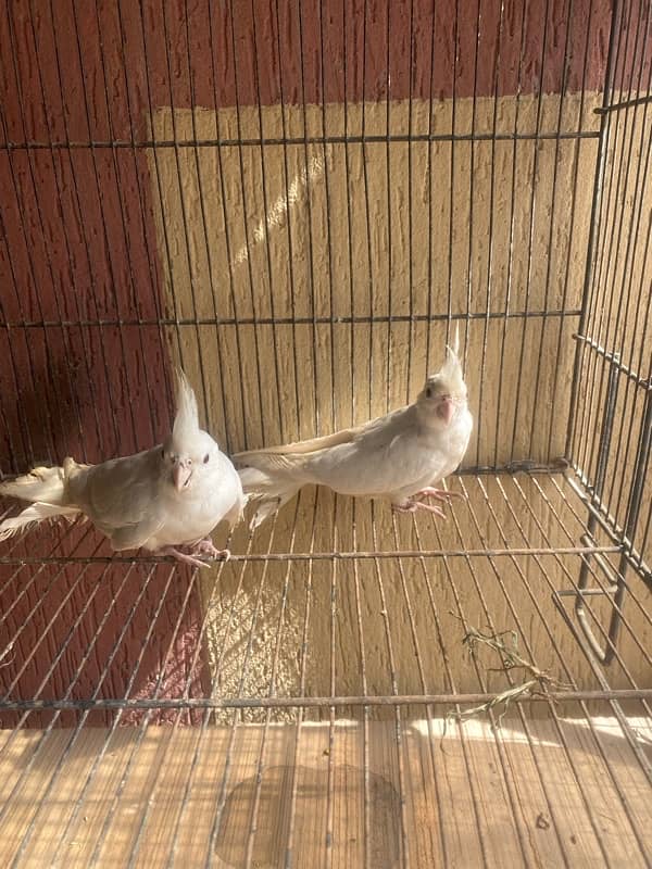 eno cockatiel patha for sale 1