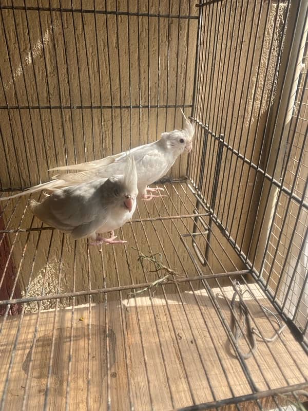 eno cockatiel patha for sale 2