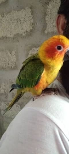 Original Son Conure Parrot Baby