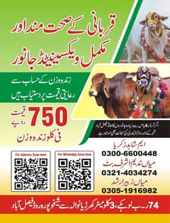 قربانی,عقيقہ،شادی بیاہ,اور دیگرتقریبات کیلیےجانور Animal for Sale cows