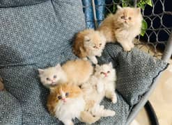 Triple coated Persian kittens for sale(adult cats on adoption)