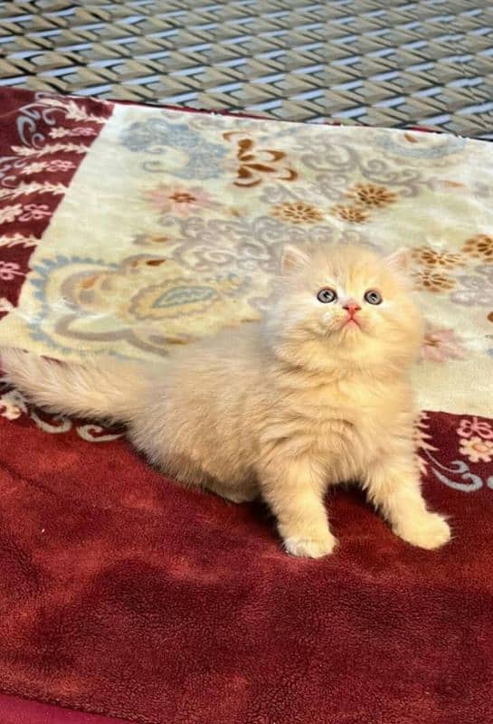 Triple coated Persian kittens for sale(adult cats on adoption) 0