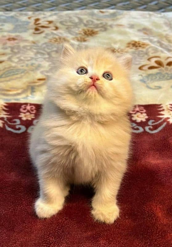 Triple coated Persian kittens for sale(adult cats on adoption) 1