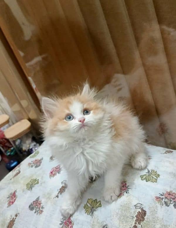 Triple coated Persian kittens for sale(adult cats on adoption) 2