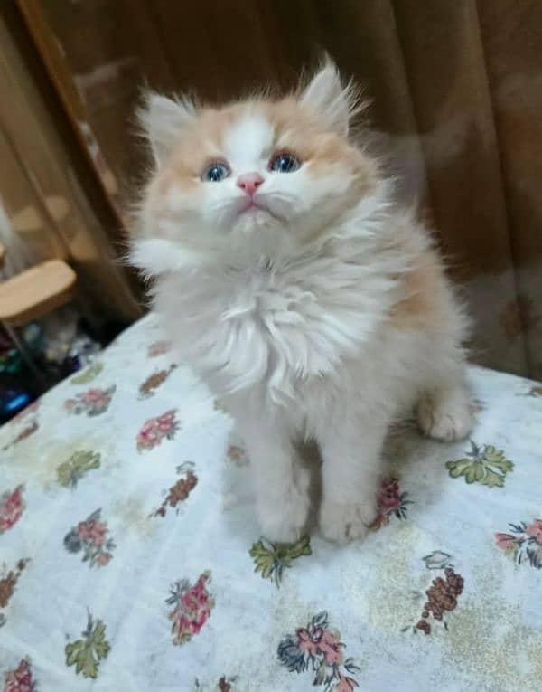 Triple coated Persian kittens for sale(adult cats on adoption) 3