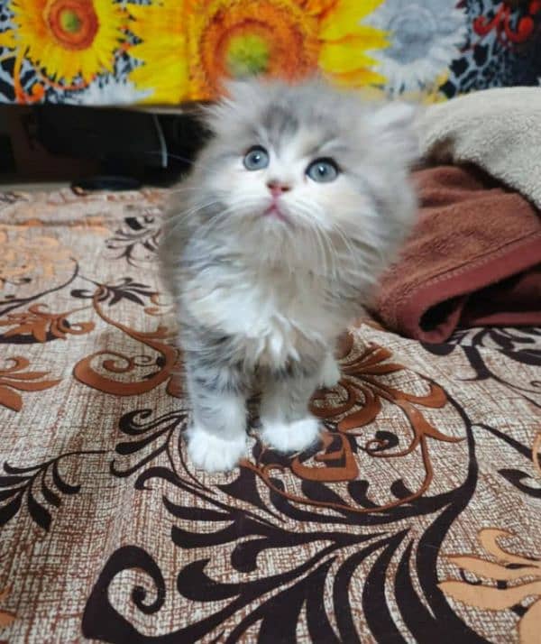 Triple coated Persian kittens for sale(adult cats on adoption) 4