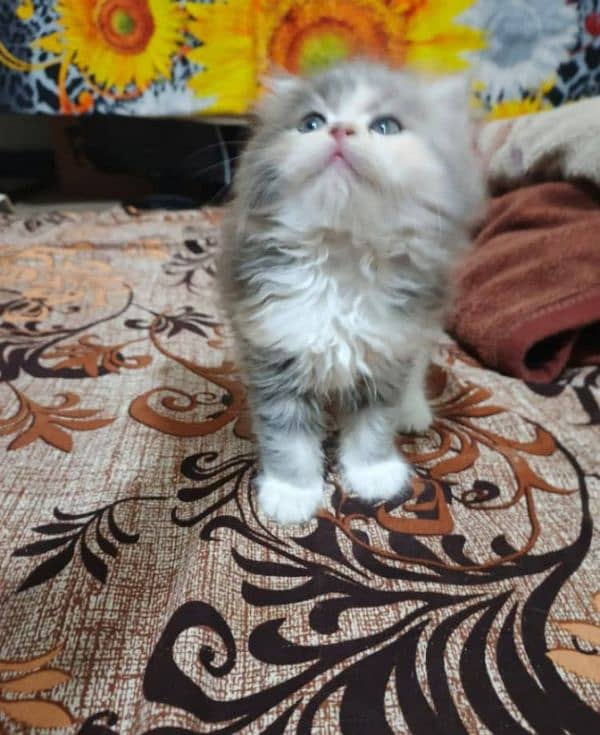 Triple coated Persian kittens for sale(adult cats on adoption) 5