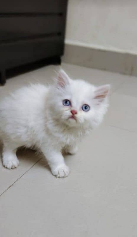 Triple coated Persian kittens for sale(adult cats on adoption) 6