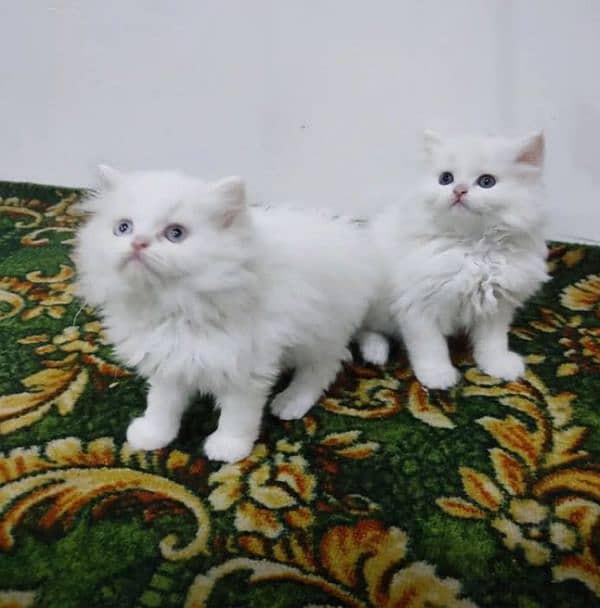 Triple coated Persian kittens for sale(adult cats on adoption) 8