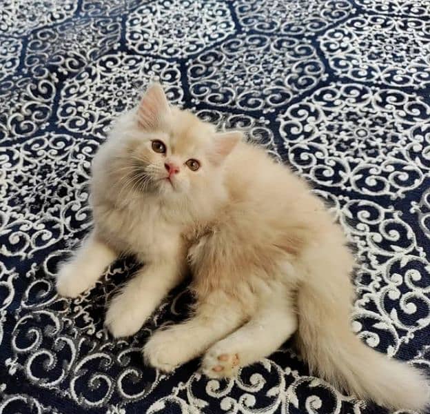 Triple coated Persian kittens for sale(adult cats on adoption) 9