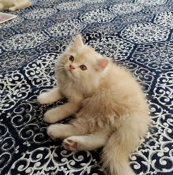 Triple coated Persian kittens for sale(adult cats on adoption) 10