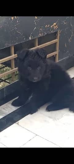 Black German shepherd puppy for sale