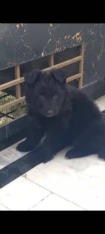 Black German shepherd puppy for sale 0