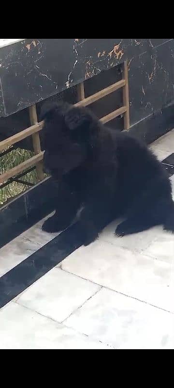 Black German shepherd puppy for sale 1