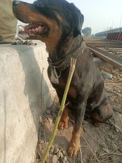 Rottweiler female breeder met it