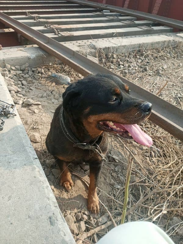 Rottweiler female breeder met it 2