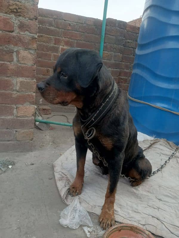 Rottweiler female breeder met it 3