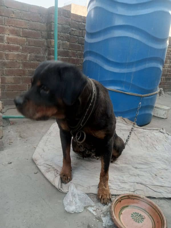 Rottweiler female breeder met it 4