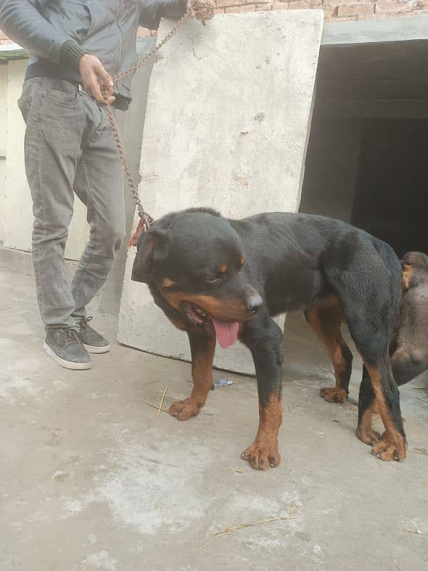 Rottweiler female breeder met it 5