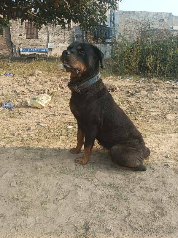 Rottweiler female breeder met it 6