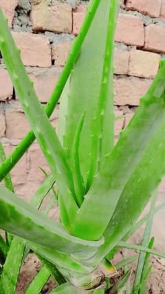 Aloe Vera