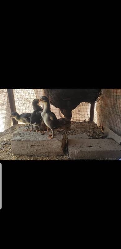 Extreme quality Thai chicks for sale 4