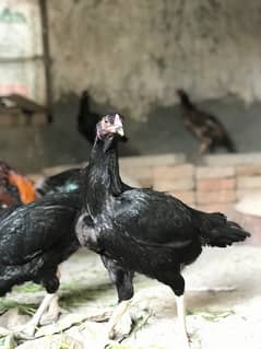 Heera, Mushki, Turkish hint hens for sale