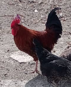 golden misri rooster murgha