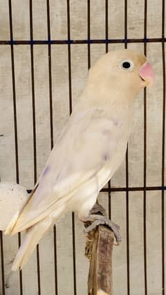 Pastel, Blue/Ino Lovebird Male