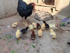 Aseel chicks available in allama Iqbal town Lahore