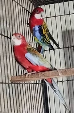 Rosalla Breeder pair looking for new home