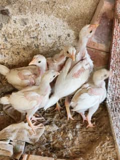 Aseel Chicks | Paper White Heera Chicks